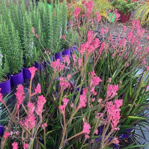 Lakeside Plants & Nursery