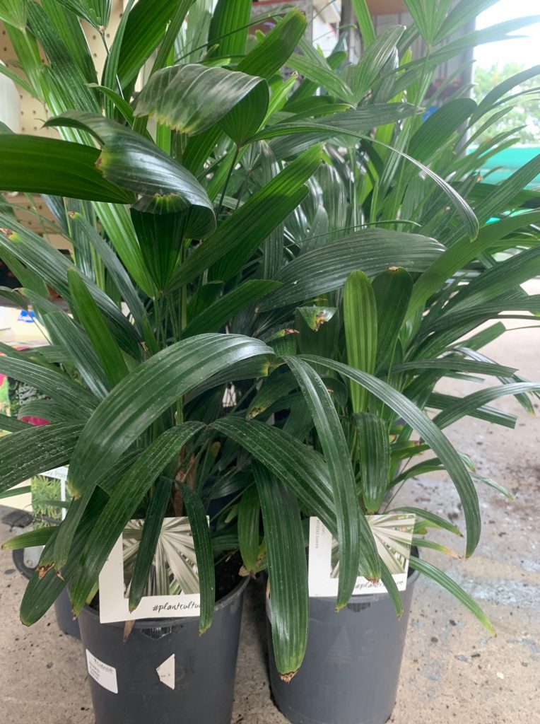 Lakeside Plants & Nursery