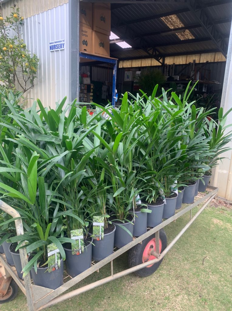 Lakeside Plants & Nursery