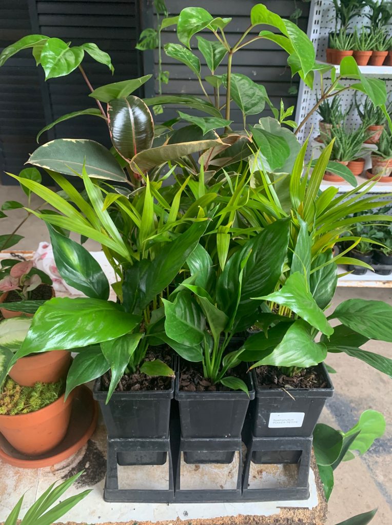 Lakeside Plants & Nursery