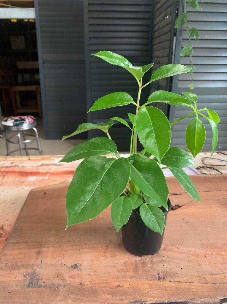 Lakeside Plants & Nursery