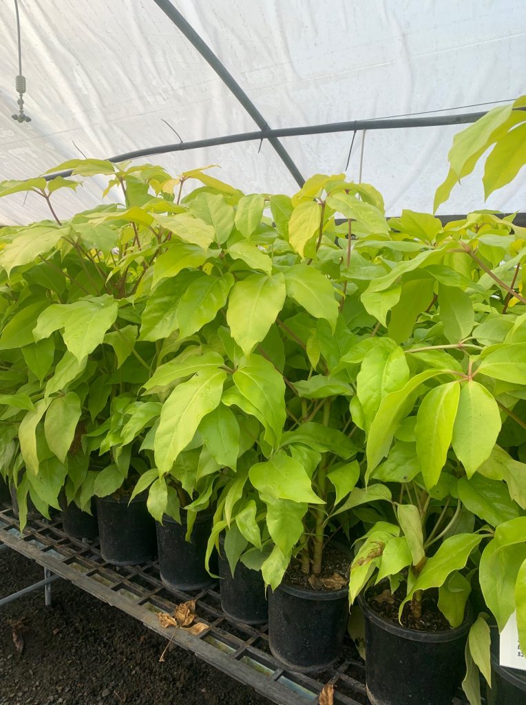 Lakeside Plants & Nursery