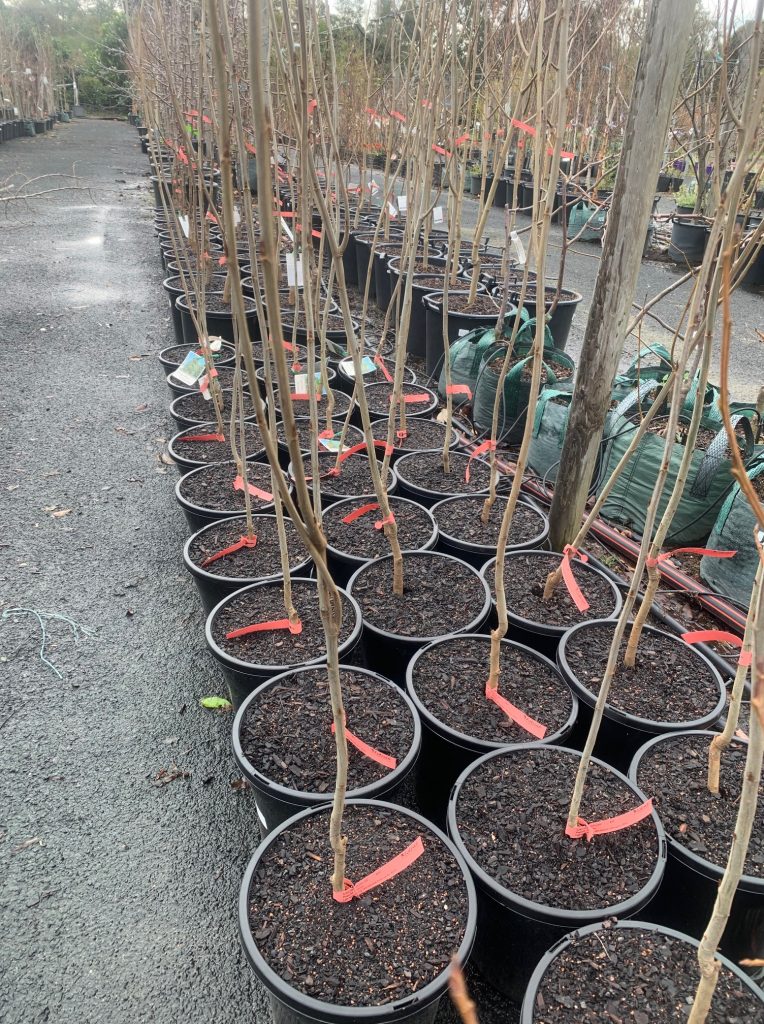 Lakeside Plants & Nursery