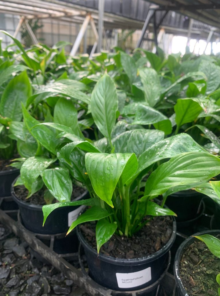 Lakeside Plants & Nursery