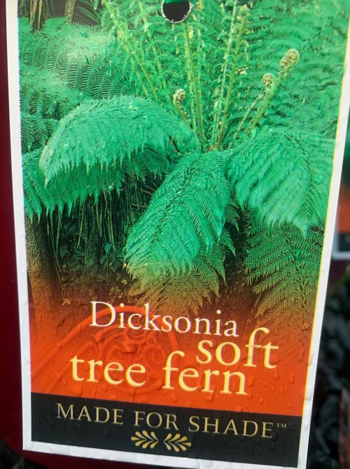 dicksonia antarctica