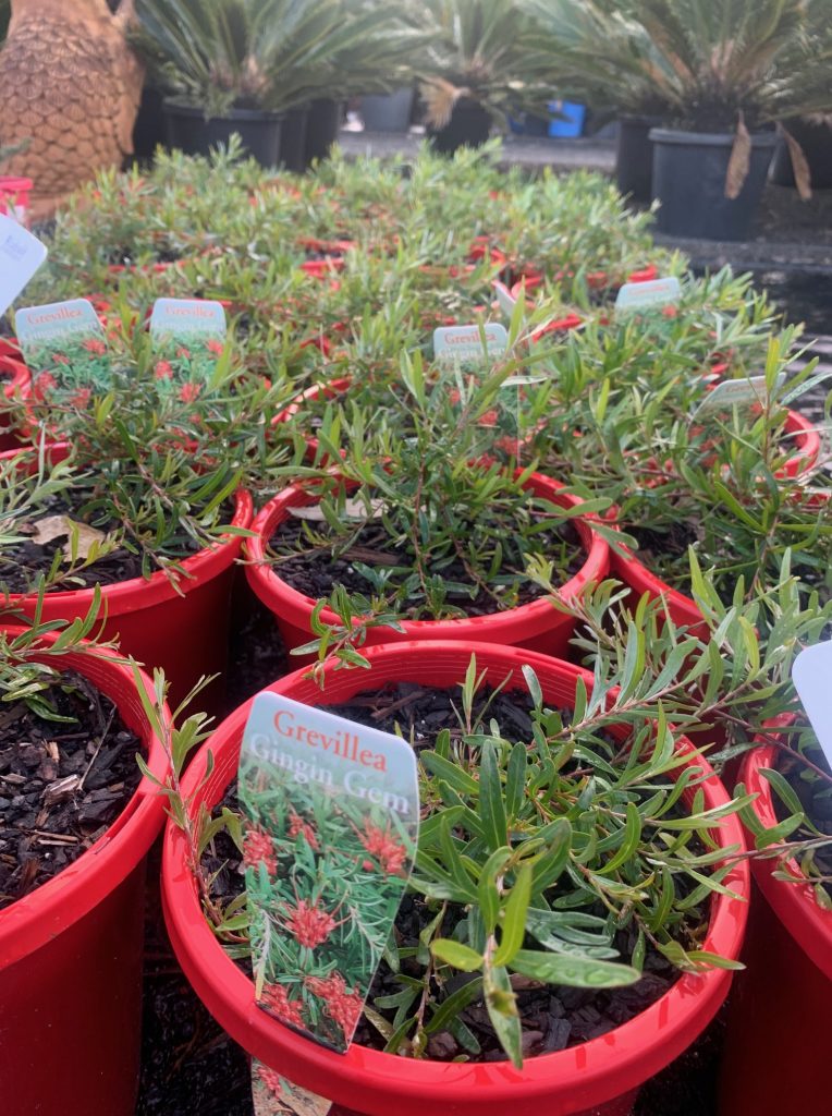 Lakeside Plants & Nursery
