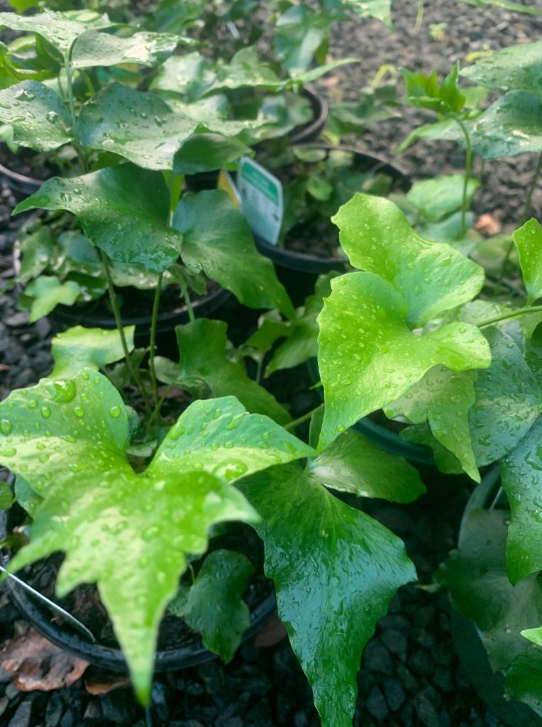 Lakeside Plants & Nursery