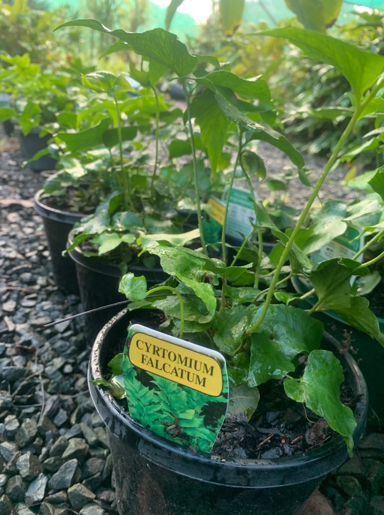 Lakeside Plants & Nursery