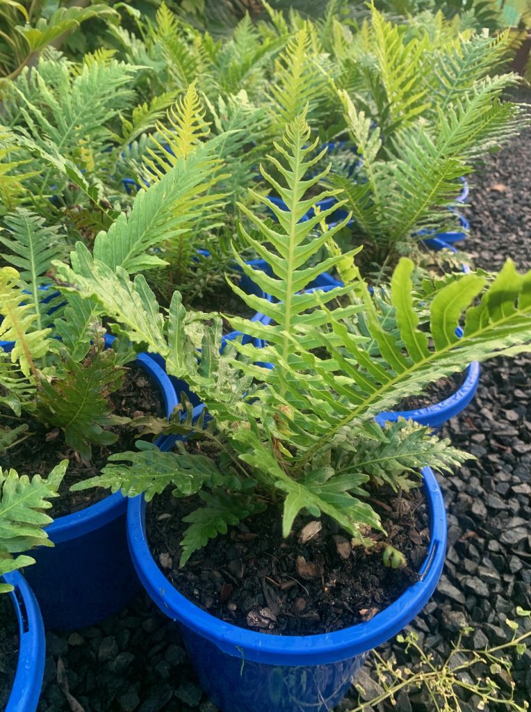 Lakeside Plants & Nursery