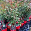 Agonis Flexuosa