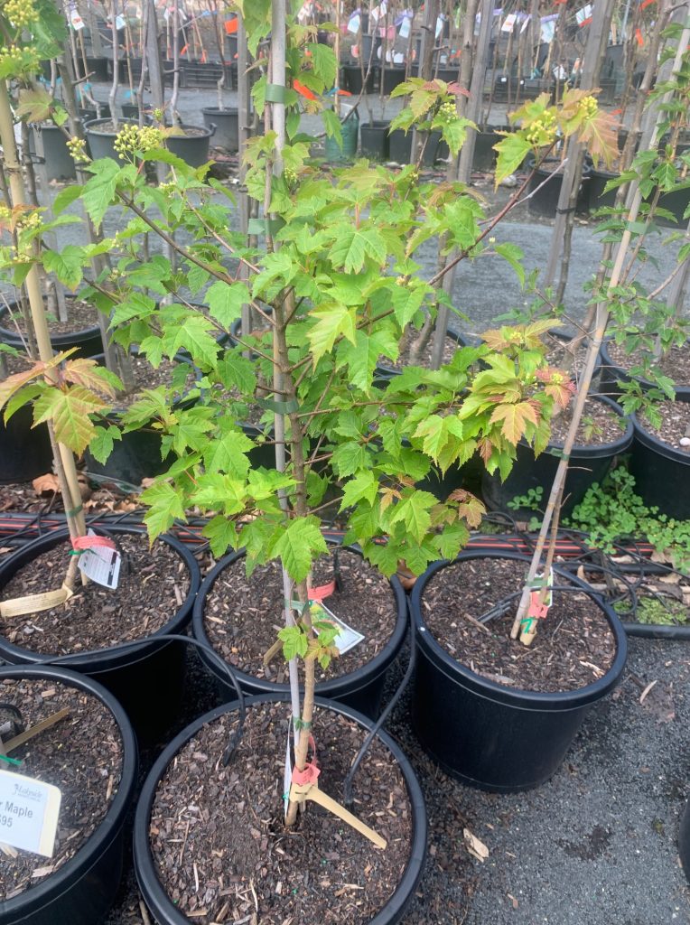 Lakeside Plants & Nursery