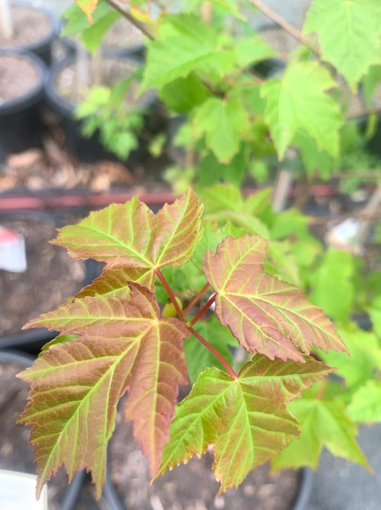 Lakeside Plants & Nursery