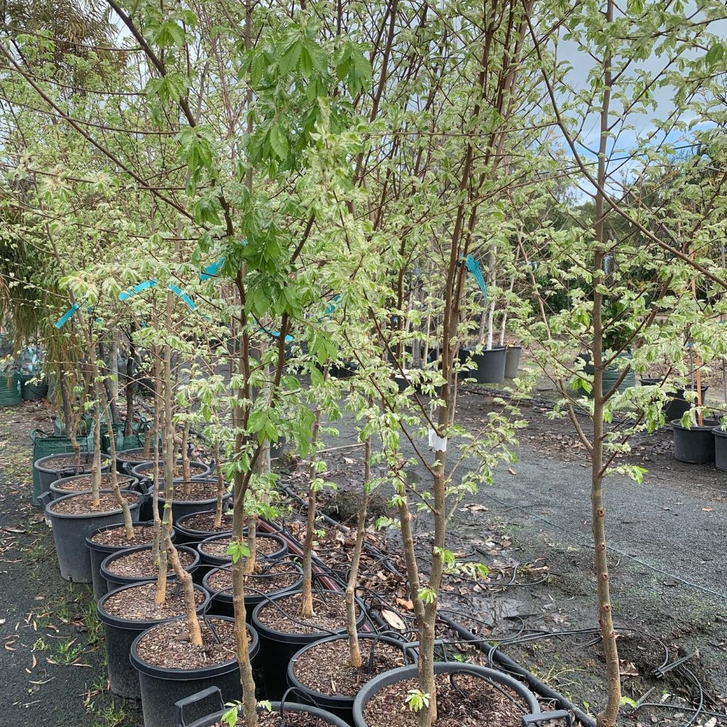 Lakeside Plants & Nursery