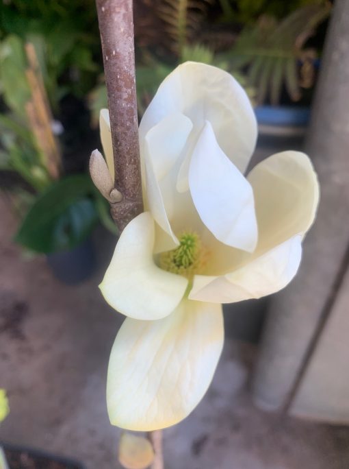 Magnolia Elizabeth flower