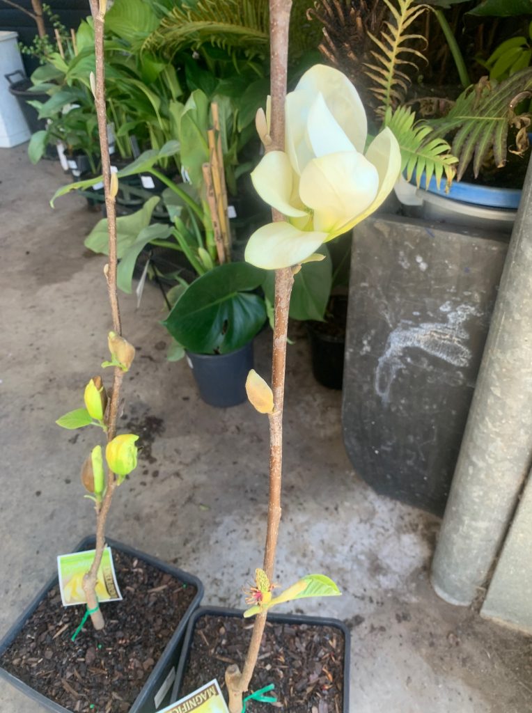 Magnolia Elizabeth Lakeside Plants & Nursery