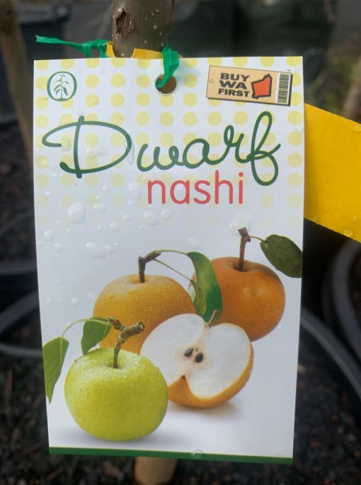 Dwarf Nashi