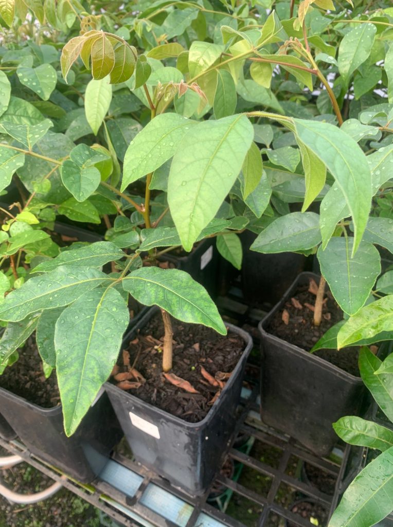 Lakeside Plants & Nursery