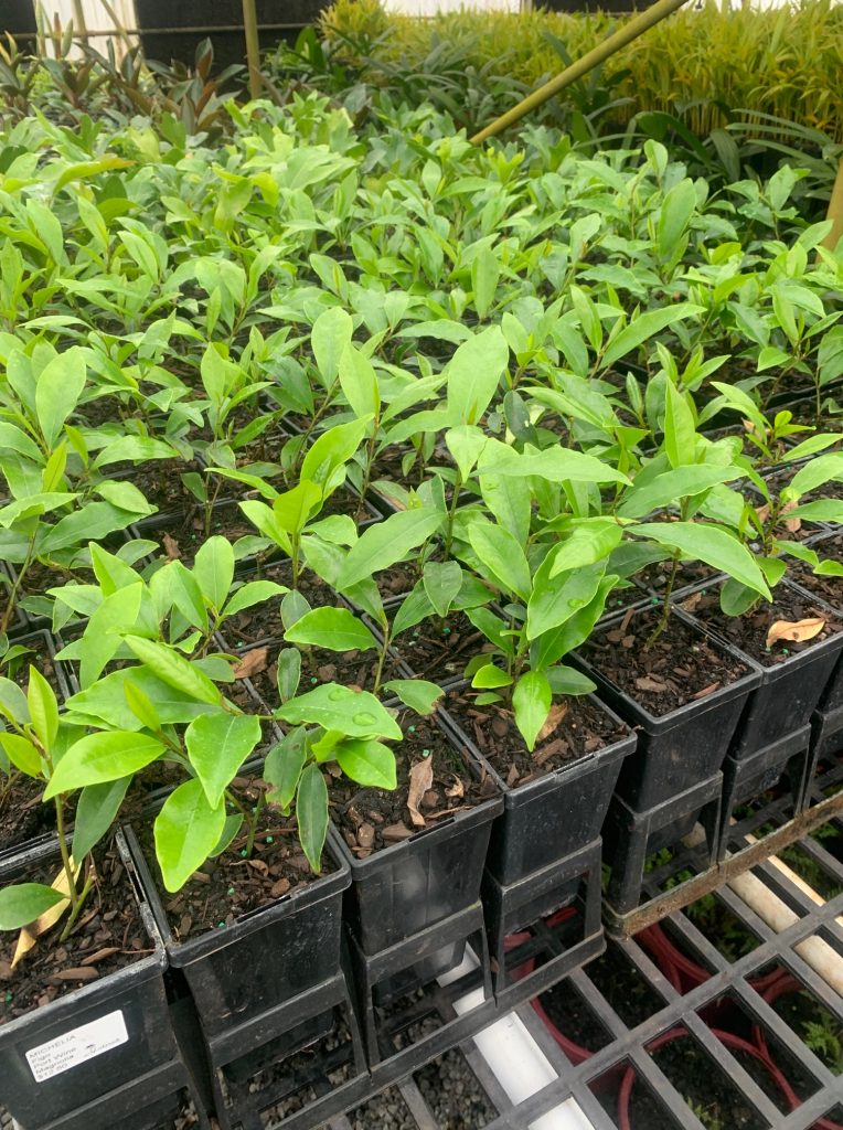 Lakeside Plants & Nursery