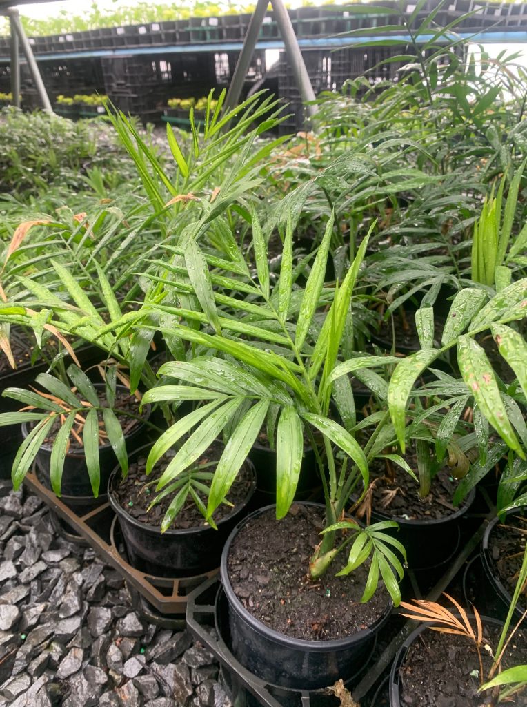 Lakeside Plants & Nursery