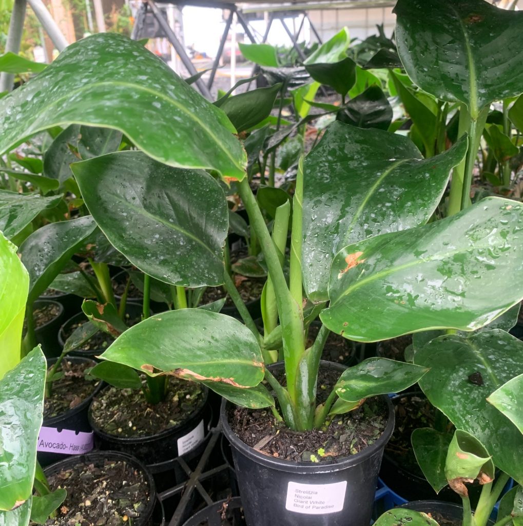 Lakeside Plants & Nursery