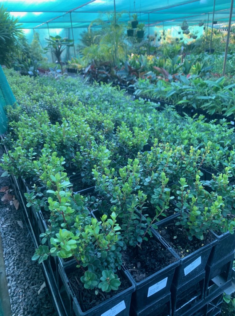 Lakeside Plants & Nursery