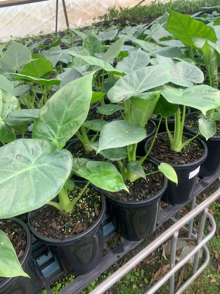 Lakeside Plants & Nursery