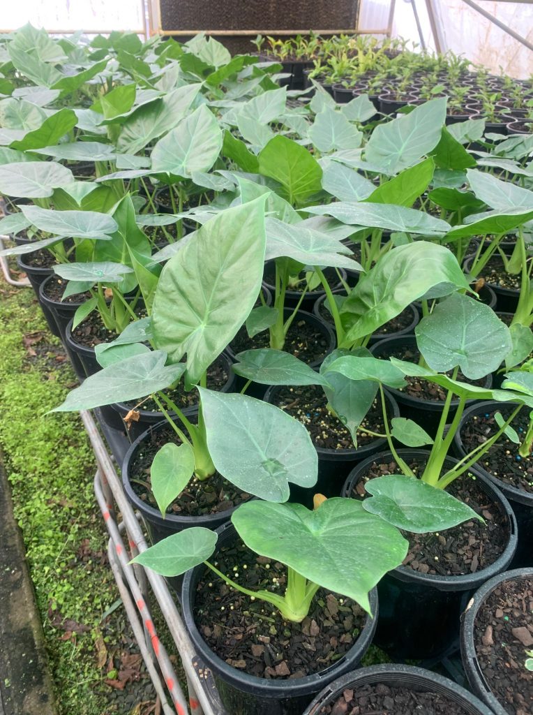 Lakeside Plants & Nursery