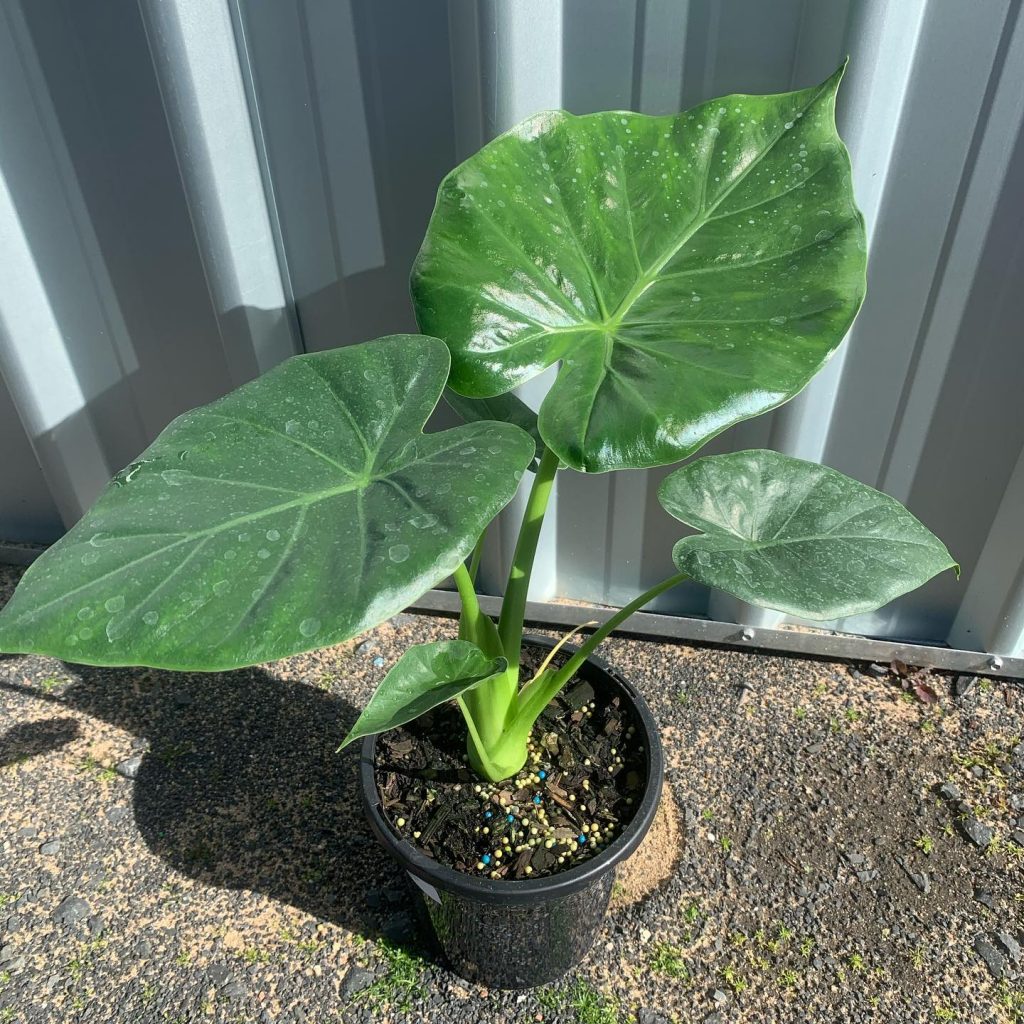 Lakeside Plants & Nursery