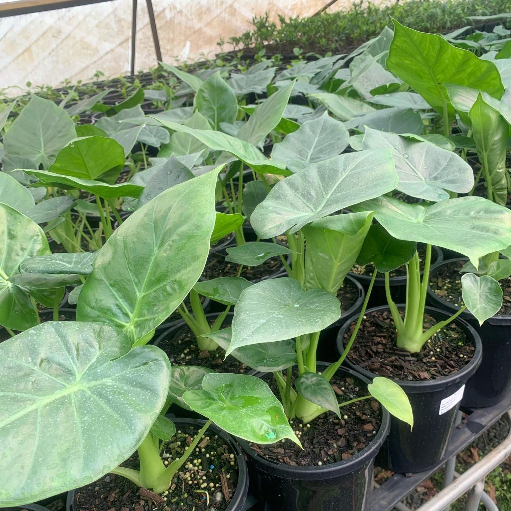 Lakeside Plants & Nursery