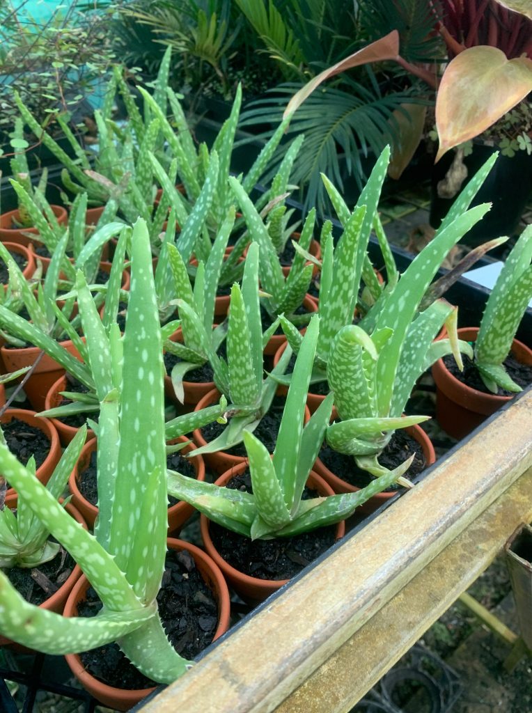 Lakeside Plants & Nursery