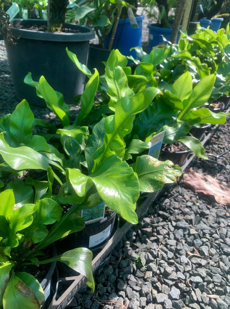 Lakeside Plants & Nursery