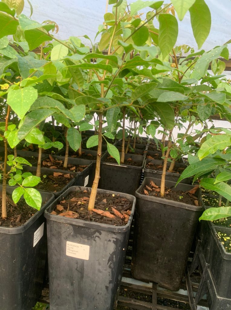Lakeside Plants & Nursery