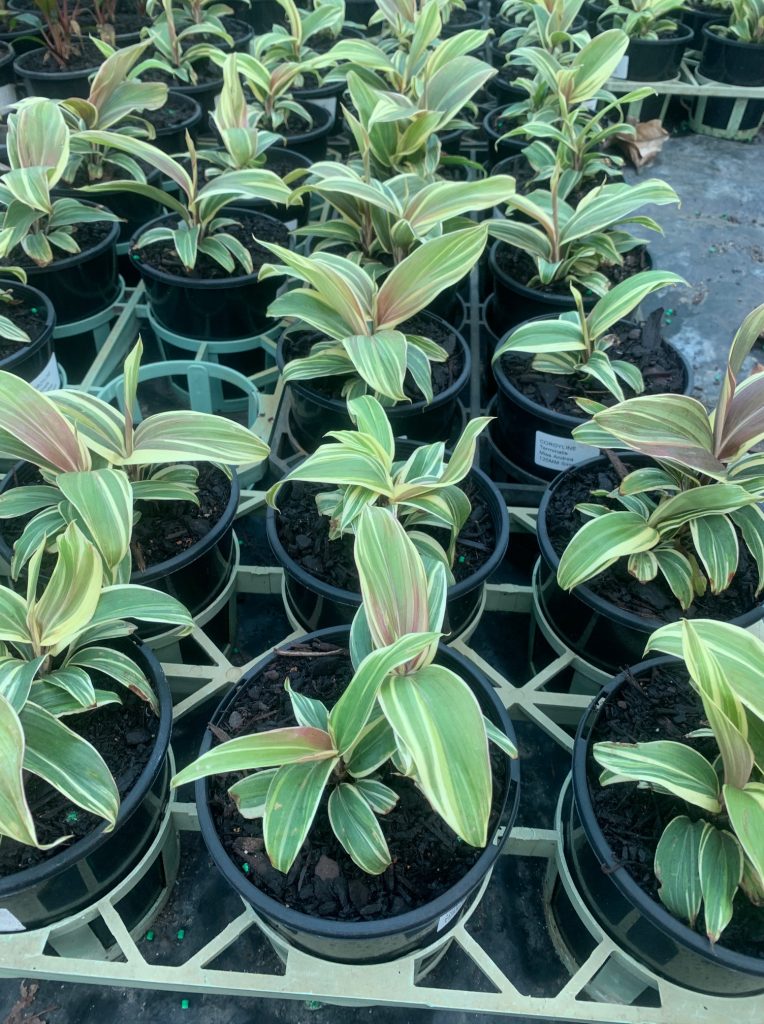 Lakeside Plants & Nursery