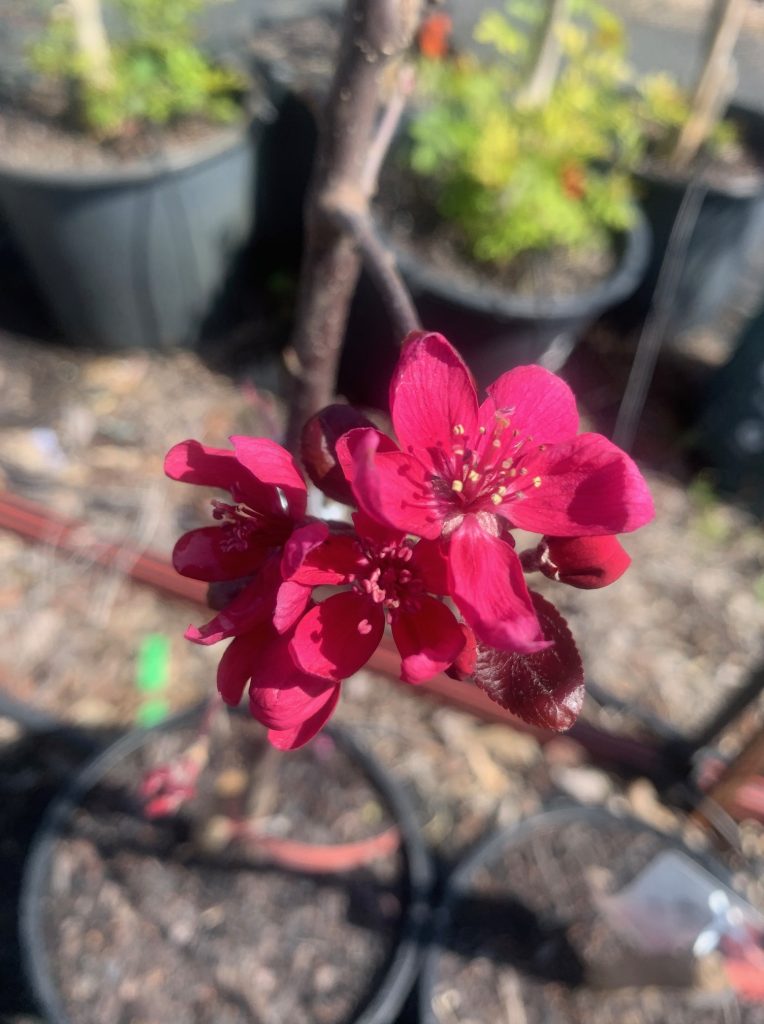 Lakeside Plants & Nursery