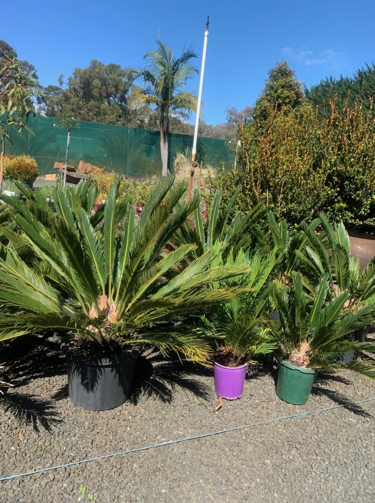 Lakeside Plants & Nursery