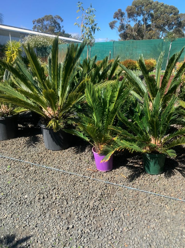 Lakeside Plants & Nursery