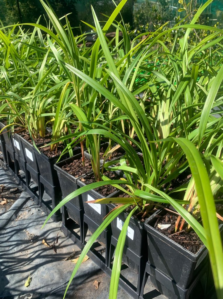 Lakeside Plants & Nursery