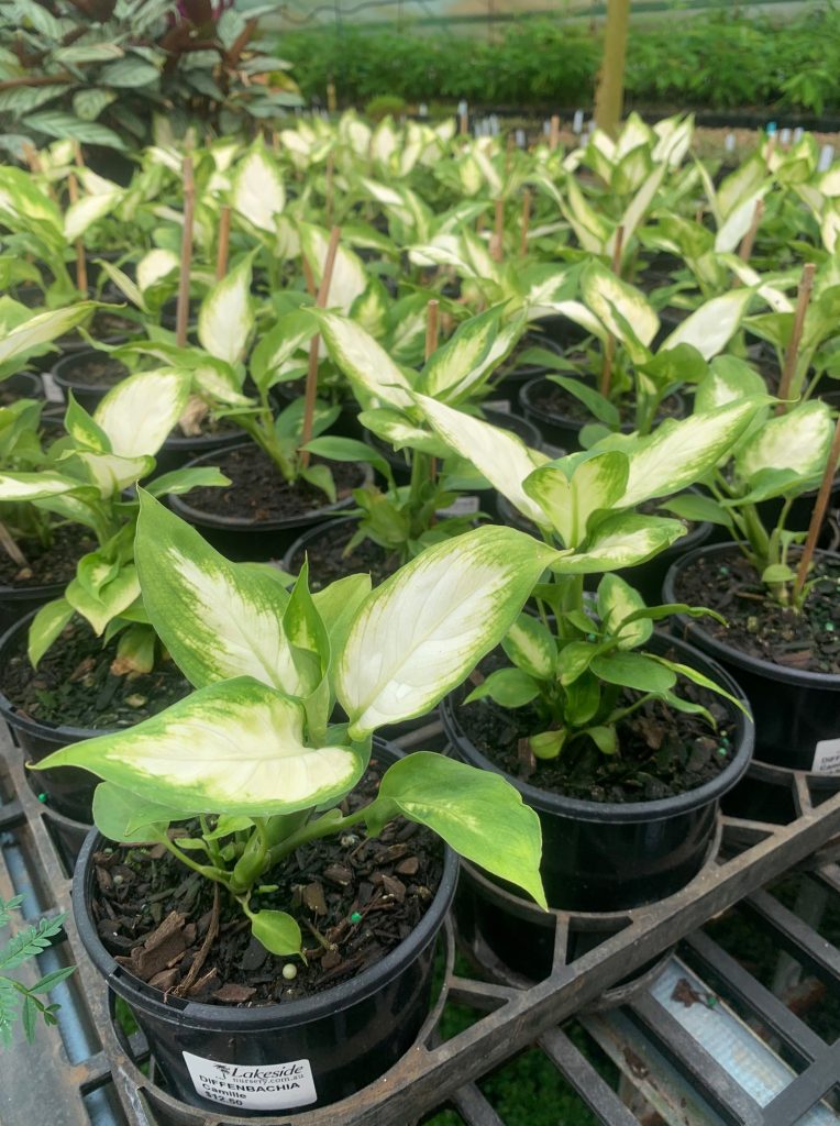 Lakeside Plants & Nursery