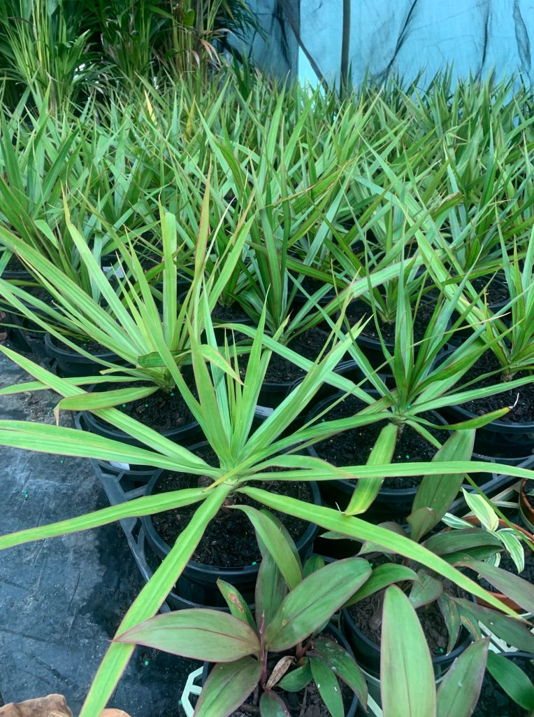 Lakeside Plants & Nursery