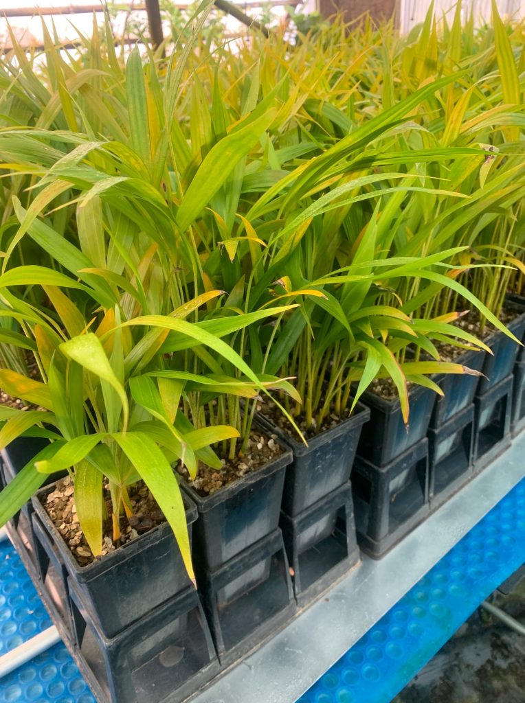 Lakeside Plants & Nursery