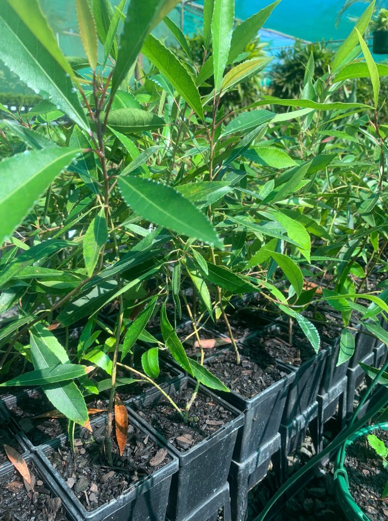 Lakeside Plants & Nursery
