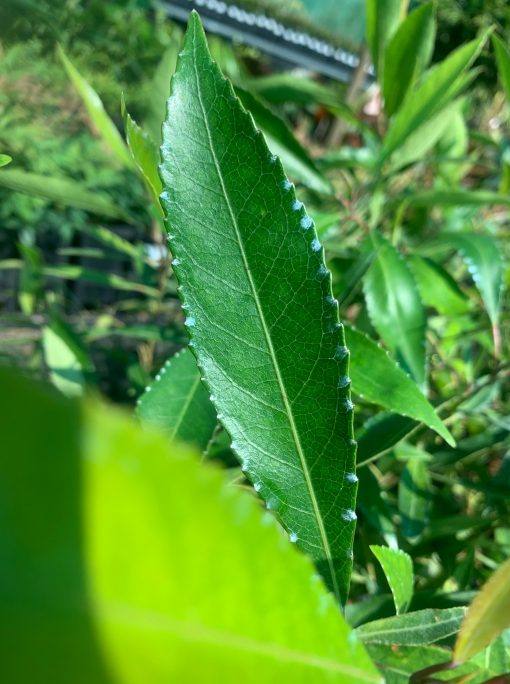 elaeocarpus--leaf