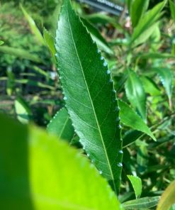 elaeocarpus--leaf