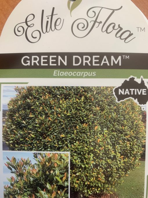 Green Dream Elaeocarpus