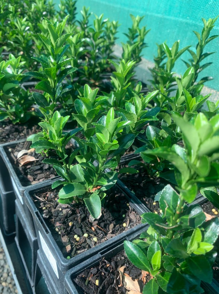 Lakeside Plants & Nursery