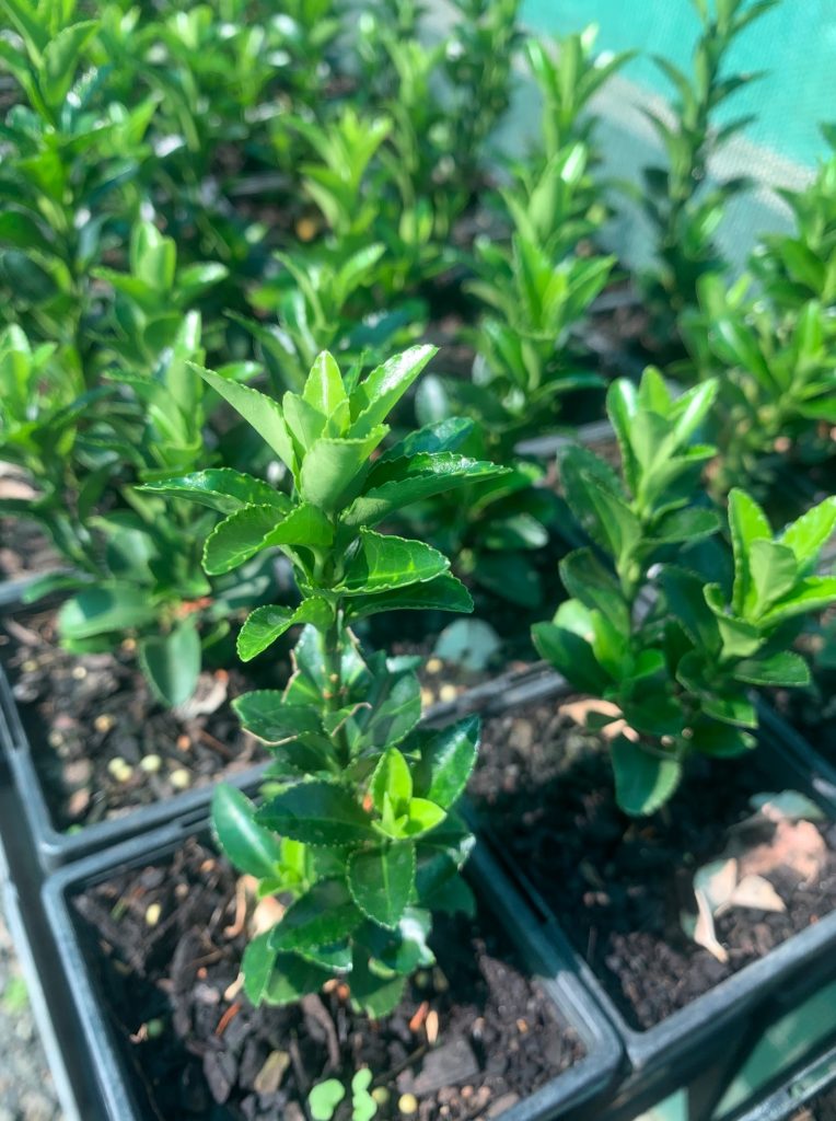 Lakeside Plants & Nursery