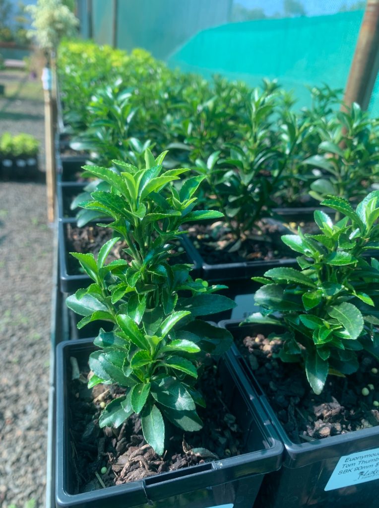 Lakeside Plants & Nursery
