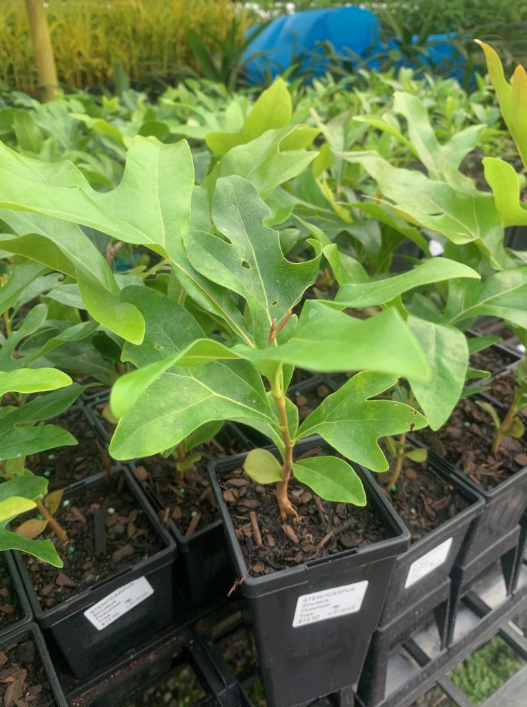 Lakeside Plants & Nursery