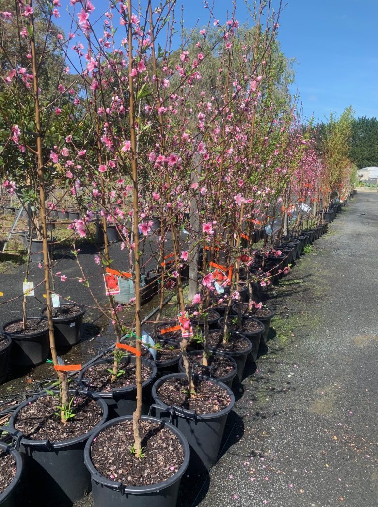 Lakeside Plants & Nursery