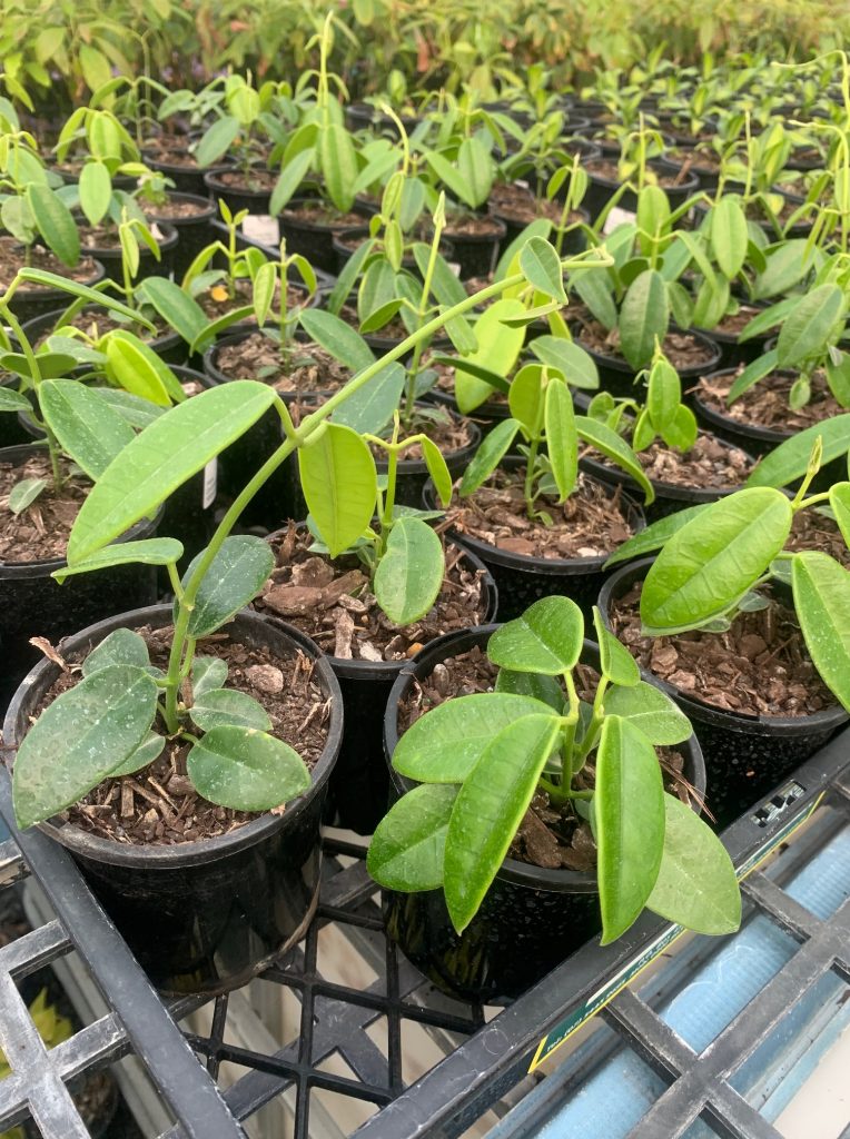 Lakeside Plants & Nursery